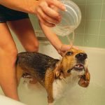 Woman Bathing Pet Beagle in the Bath Tub