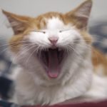 Cat Yawning