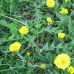 dandelion-flowers-and-greens