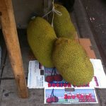 jackfruit whole2