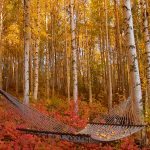 hammock in fall foliage