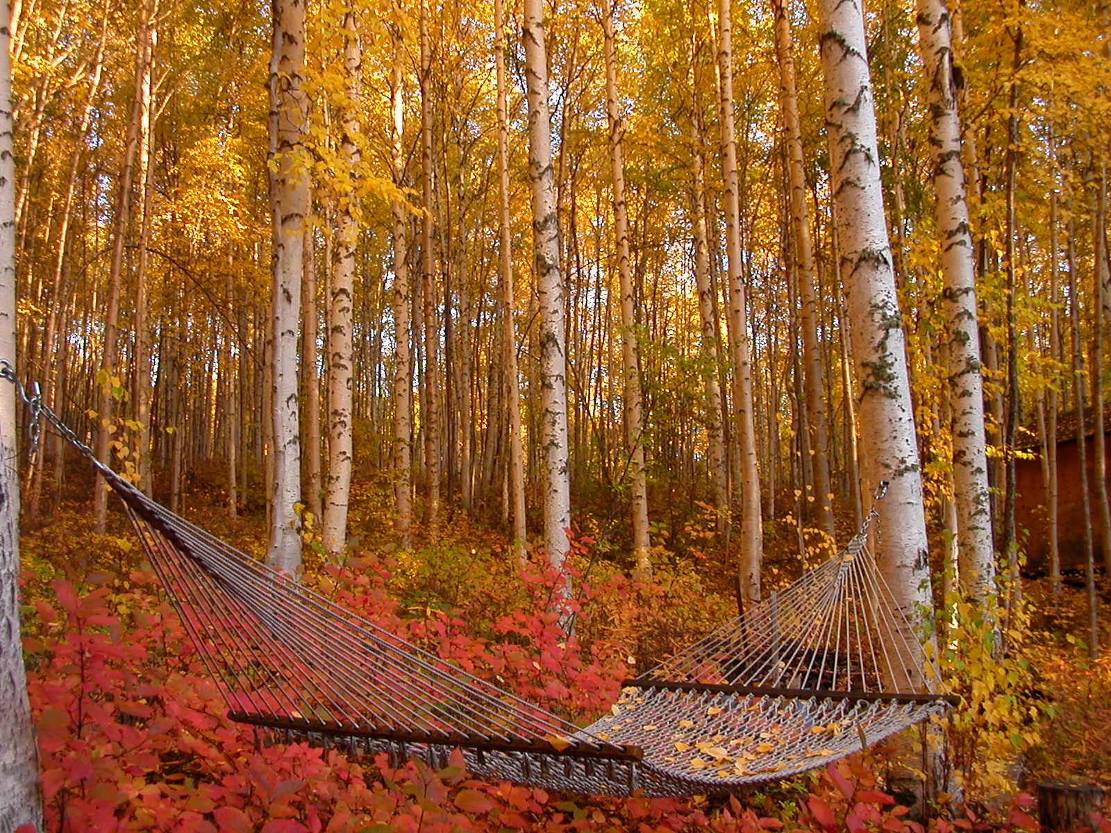 hammock in fall foliage