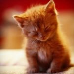 NappingKitten