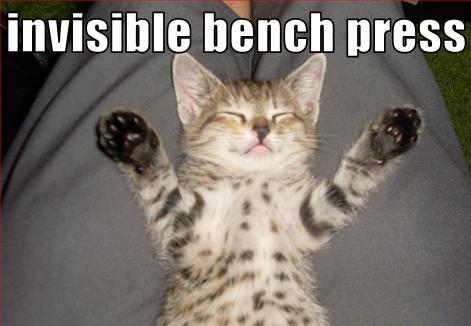 Kitty Bench Press