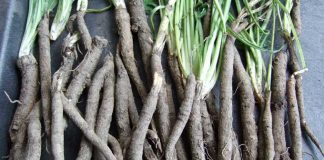 salsify