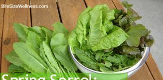 Sorrel Spring Green Recipes