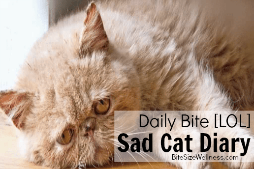 Sad Cat Diary Video