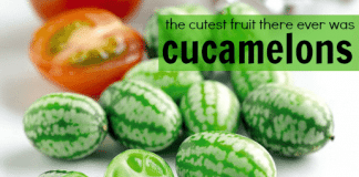 cucamelon fruit