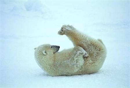 Polar Bear Plow