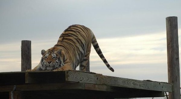 downward tiger