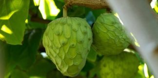 Cherimoya: The Ice Cream Fruit