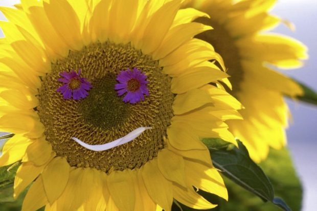 Smiling Flower - Sunflowers - Are You Too Nice - Health Happiness