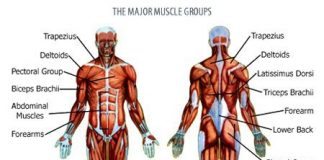 all muscle groups