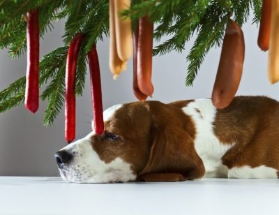 Dog and sausages Christmas stock photo