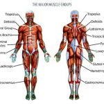 allmusclegroups