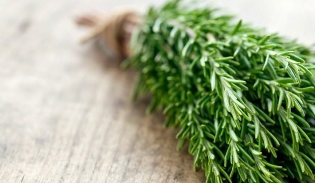 Daily Bite Wellness Tip - Smell Rosemary for Energy - Featured Image