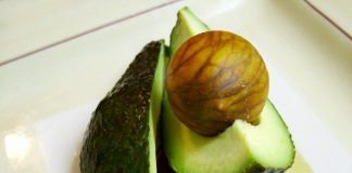 Daily Bite Wellness Tip - Avocado for Dry Skin - Feature