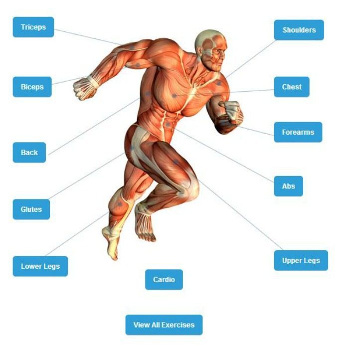 jefit muscle diagram