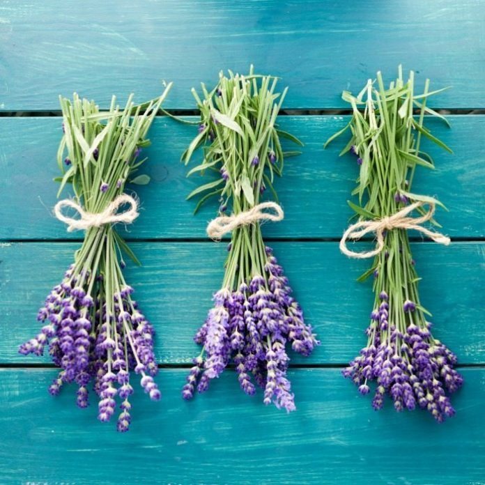 Lavender as a Natural Sleep Aid