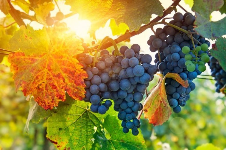 Grapes: The Natural Sleep Remedy?