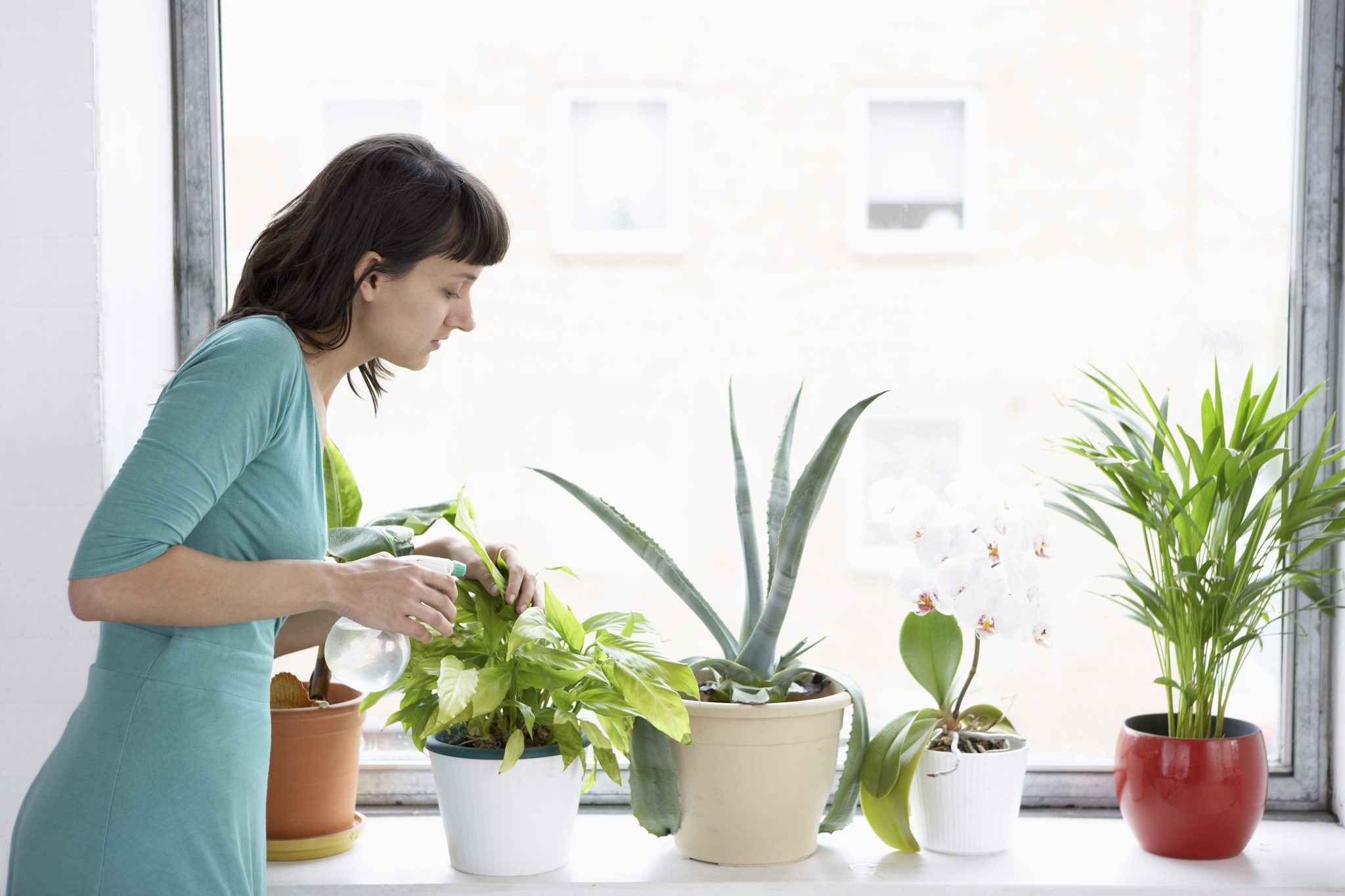 indoor plants benefits