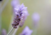 how to de-stress lavender