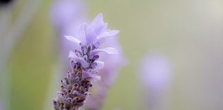 how to de-stress lavender