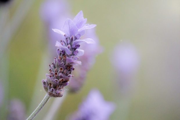 how to de-stress lavender
